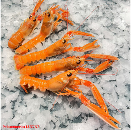 LANGOUSTINES FRAICHES