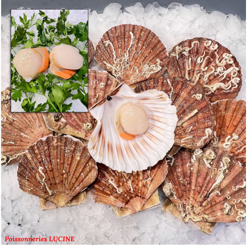 COQUILLE SAINT-JACQUES