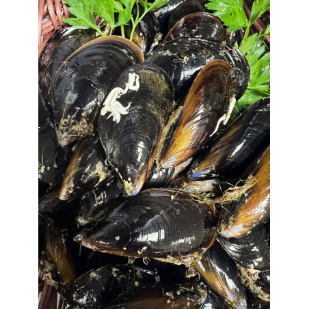 MOULES D'ESPAGNE